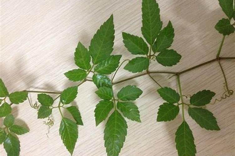 九叶蓝的种植方法都有哪些？