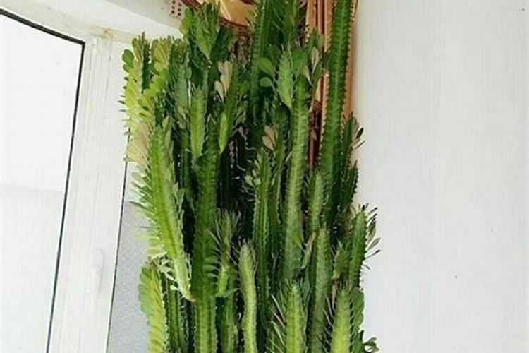 龙骨花怎么养长得茂盛