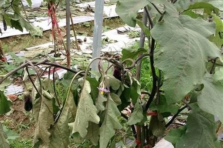 菜苗叶子墨绿怎么回事