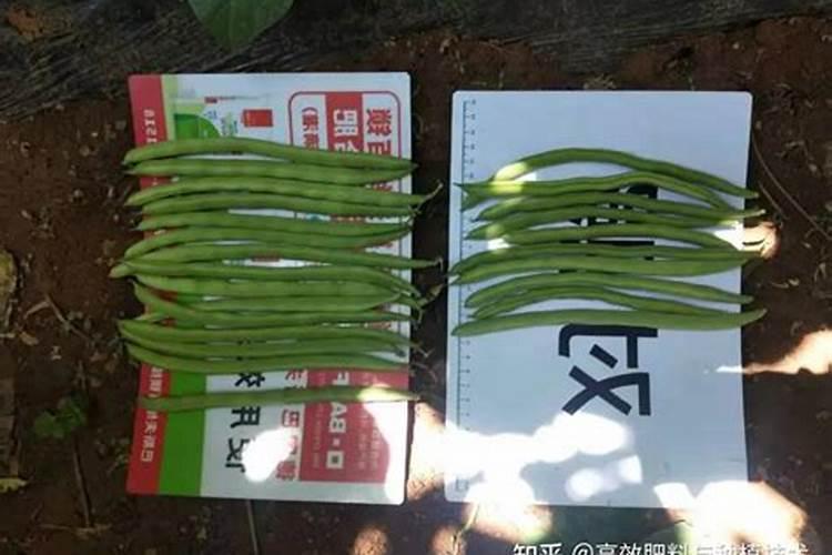 想提高四季豆产量需要注意哪些施肥技巧