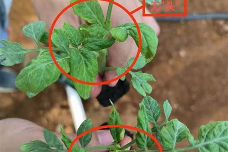 我想问一下,番茄怎么施肥才会有效果啊？