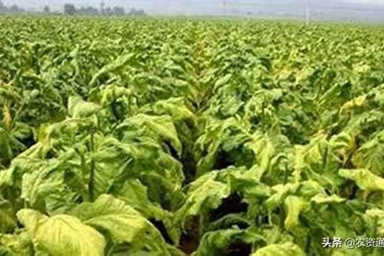 氮肥如何被植物吸收的？