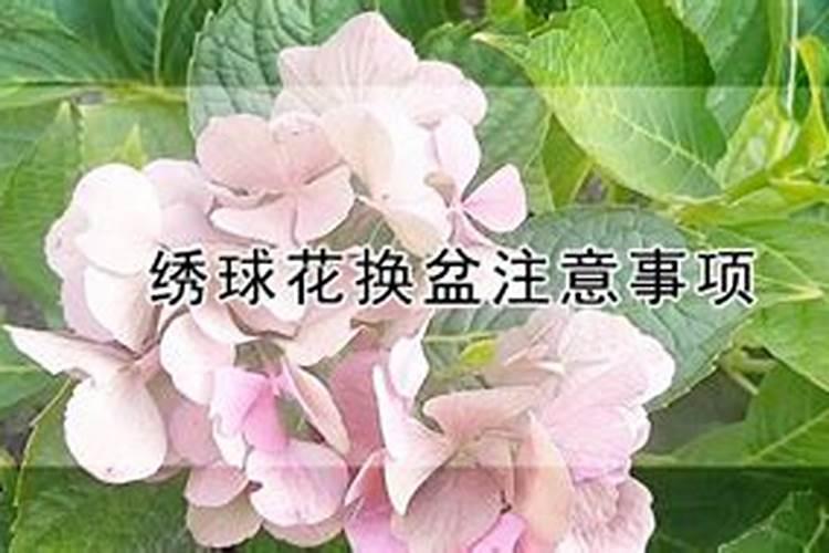 绣球花催花的正确方法