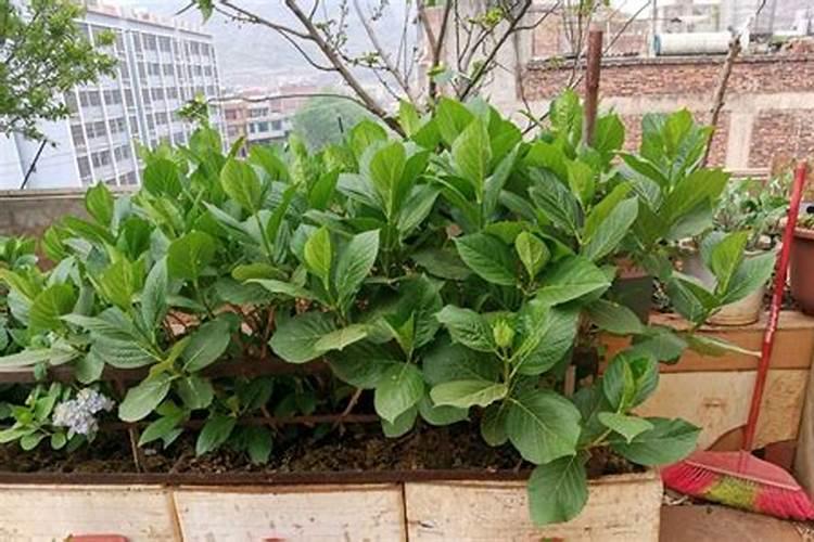 绣球花底肥放什么肥好 底肥施用方法