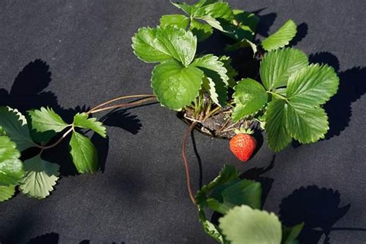 种草莓用什么肥料最好