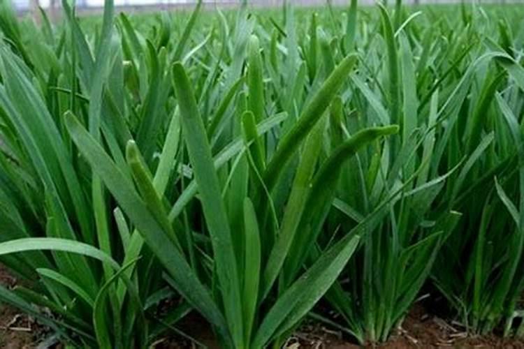 韭菜割了以后使用什么肥料 可以使用氮肥吗