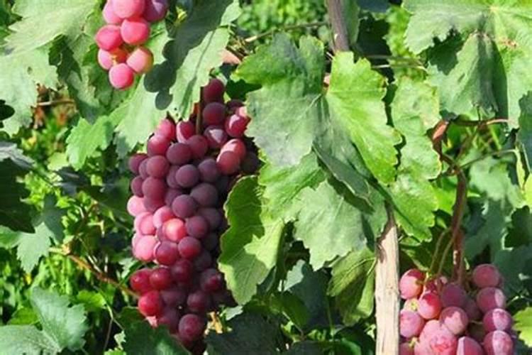 葡萄开花前施什么肥料最好