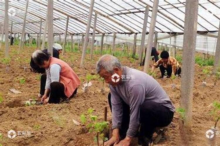 葡萄栽下多久可以施肥 葡萄栽种几年可施肥