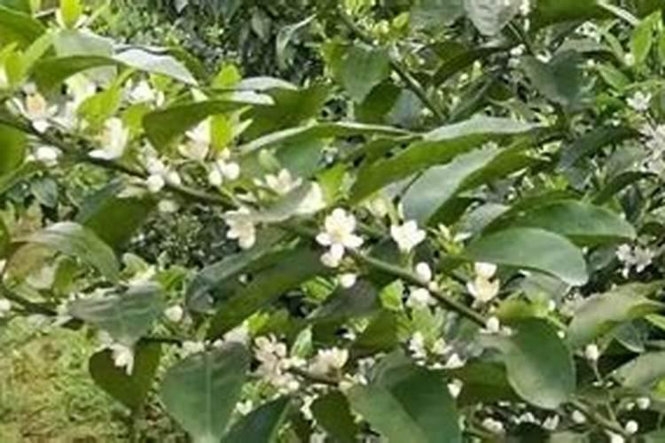 尿素能当水溶肥吗