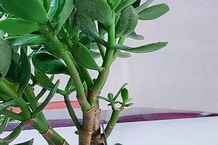 玉树叶子发黄怎么回事