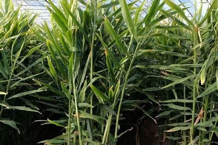 科学的施肥是关键,种植大姜应该如何施肥好呢？