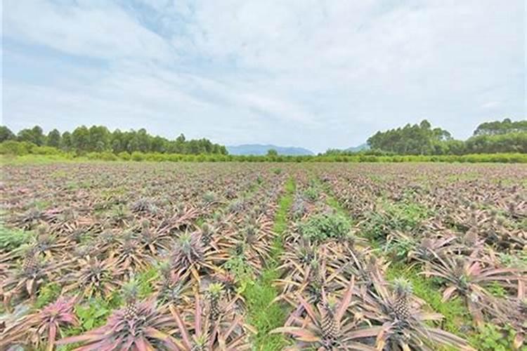 樱花树如何种植？樱花树苗种植方法
