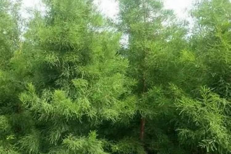 杉树施什么肥最好