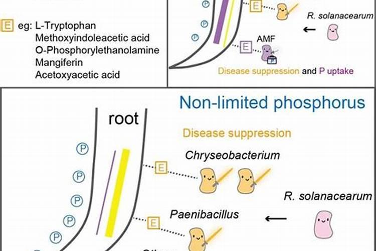 用尿素每天放一点浇花怎么样
