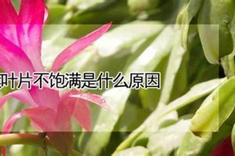 蟹爪兰的叶子又薄又软怎么办