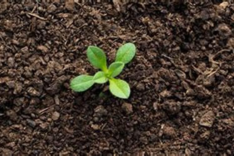 哪几种污染土壤修复技术会彻底破坏土壤肥力