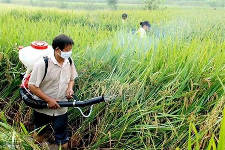 请问有机肥施多了会不会烧根呢？