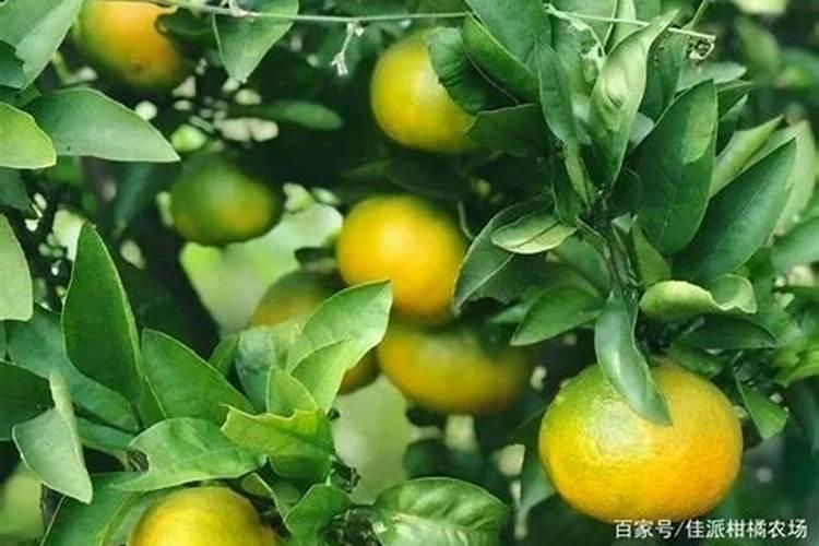 柑橘施肥时期和方法