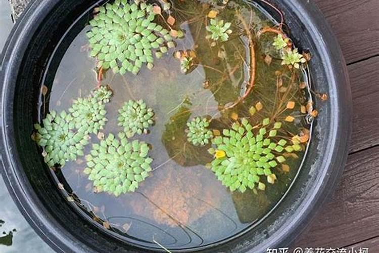 一帆风顺叶片表面可以喷土豆水吗？