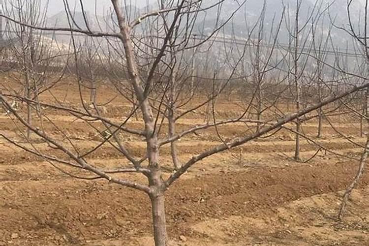 苹果树补钙的叶面肥有哪些