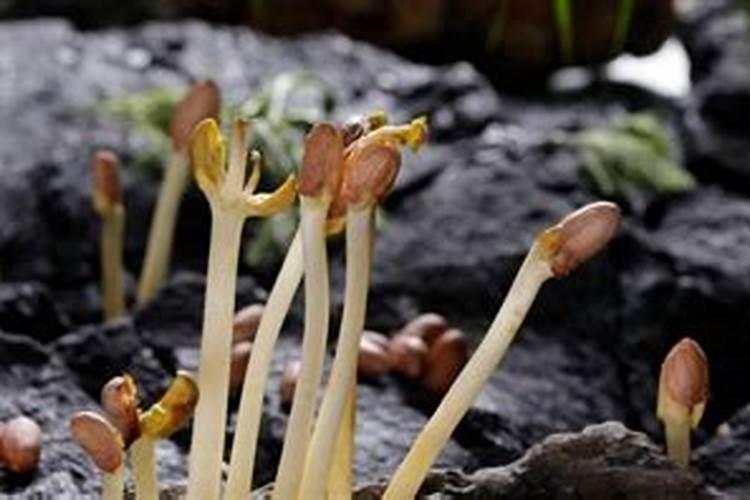 磷钾肥怎么浇花正确使用方法？分芽期可以用吗？