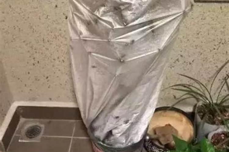 磷肥泡水可以浇花吗