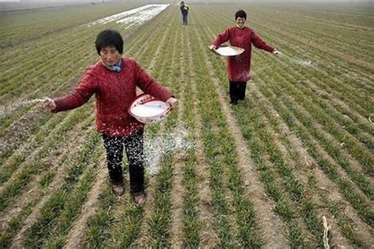 种植花生磷肥的正确方法