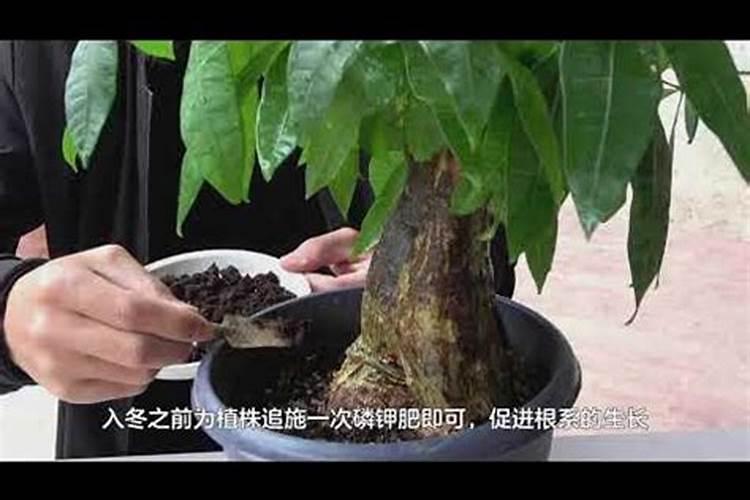 发财树怎么养护用什么肥生根 发财树如何养护用什么肥生根