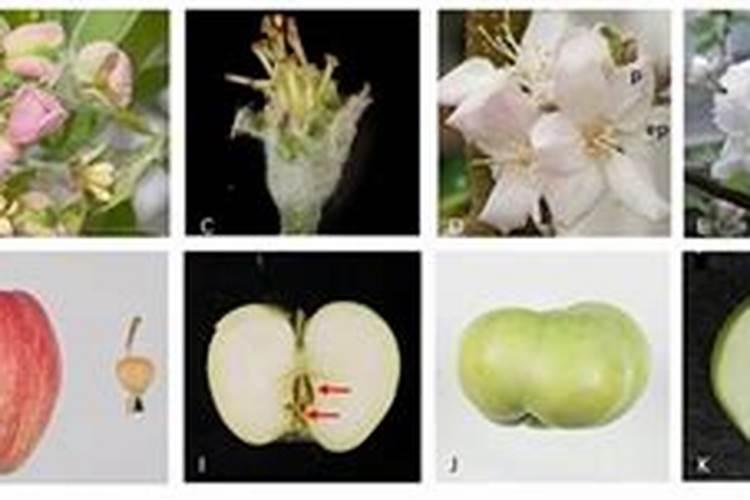 苹果树用什么肥料进行追肥