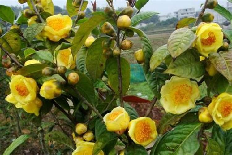请问金花茶放什么肥料