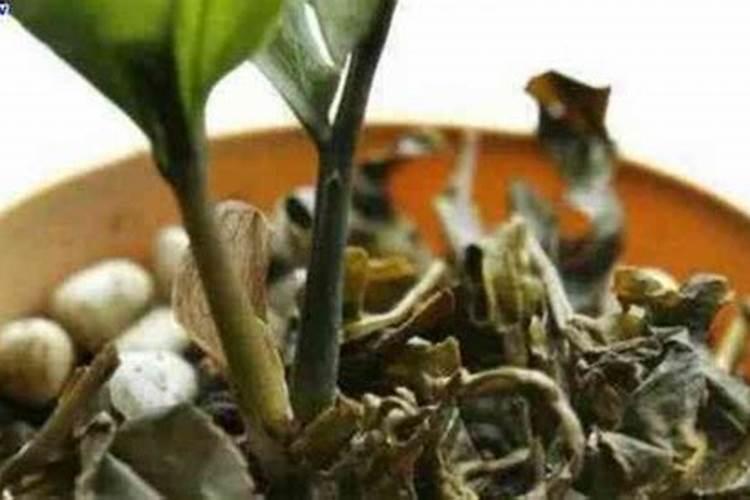 喝完茶水的茶叶根能用来浇花吗