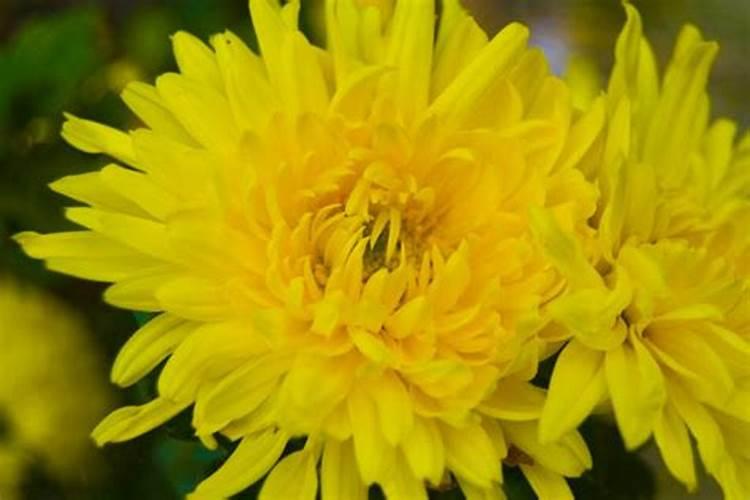 菊花有花苞的时候可以施肥吗