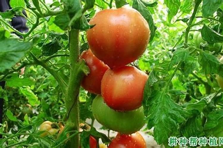河北沃汇丰肥料主要生产什么肥