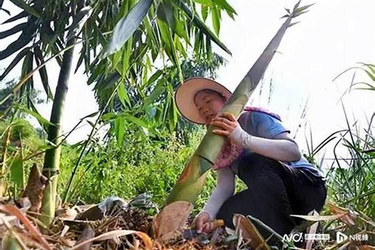 竹子是怎么种植的？
