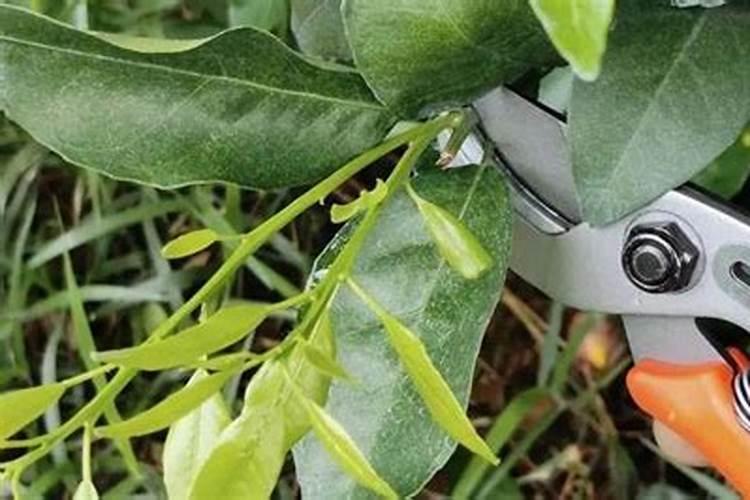 柑橘采收后喷什么叶面肥好？