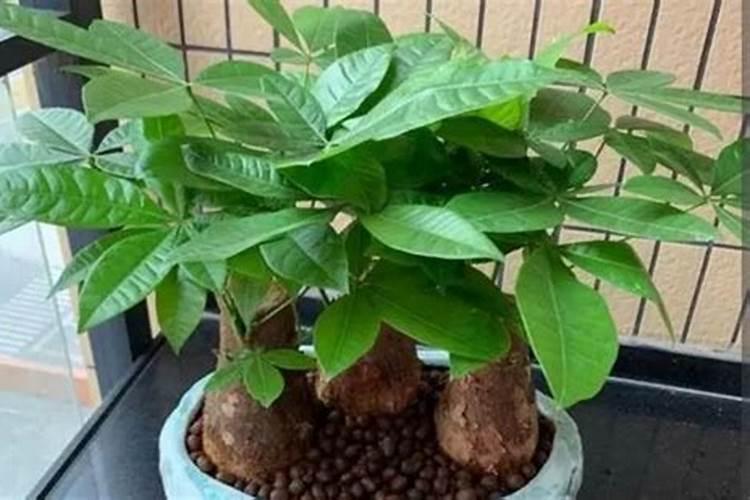 发财树浇什么肥最好