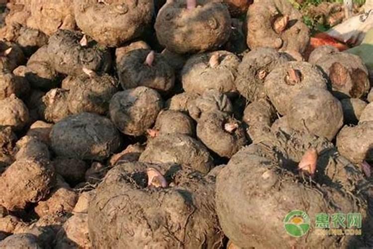 魔芋种植施用什么魔芋复合肥好 魔芋田间管理技术