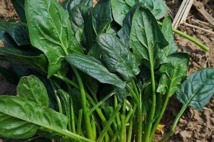 给菠菜施什么肥料能让它快速长起来
