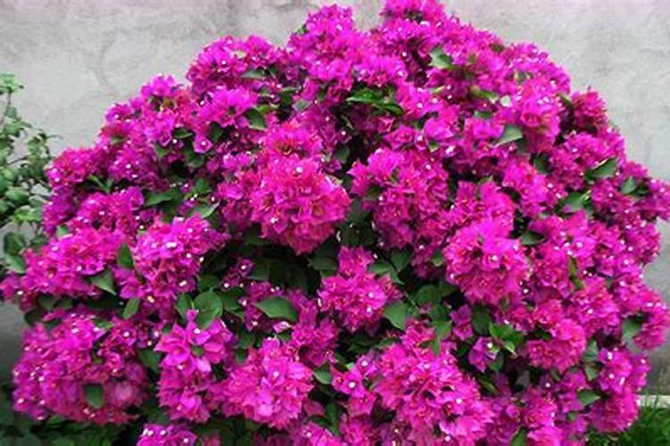 三角梅做4步,就是“催花术”,只要做到位,开成花瀑布