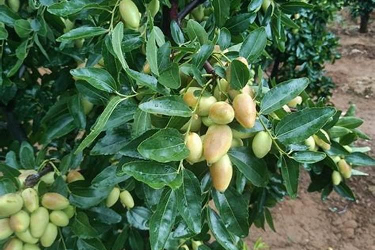 青枣用什么牌子肥料