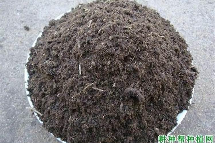 西葫芦如何施肥产量高？
