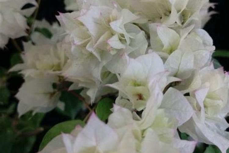 三角梅开完花后久久不长芽怎么办