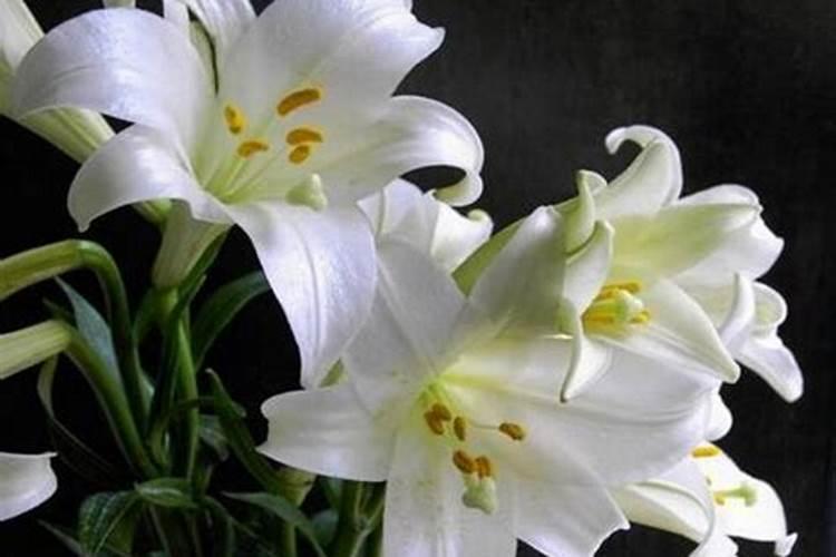 百合花花期多久,百合花开花后怎么处理/施肥浇水养护