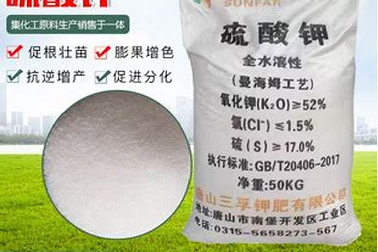栽种菠萝的注意事项 栽种菠萝的注意什么