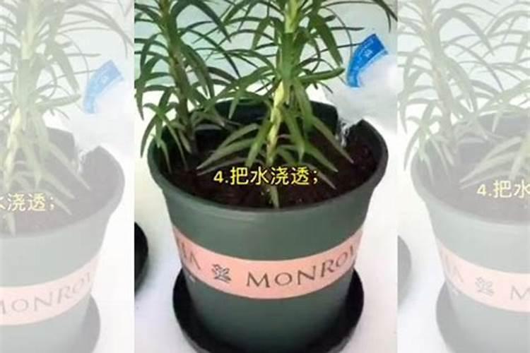 百合花一般开几天 花期如何养护