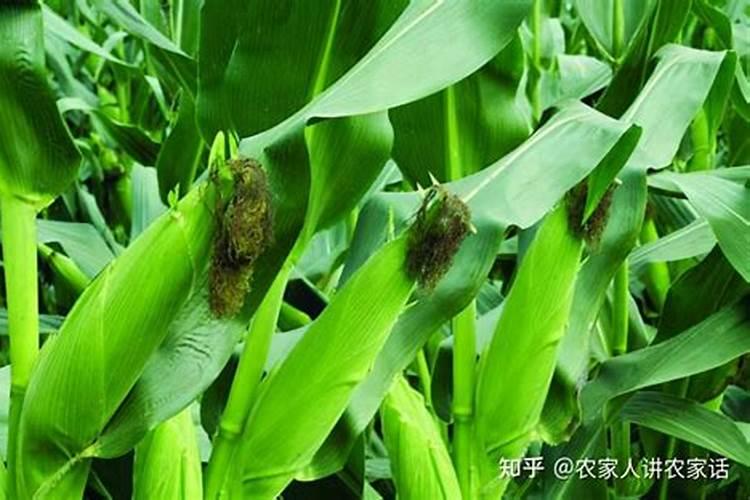 糯玉米的施肥方法