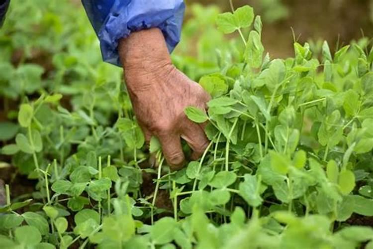 种豌豆尖用什么肥料才长得壮？