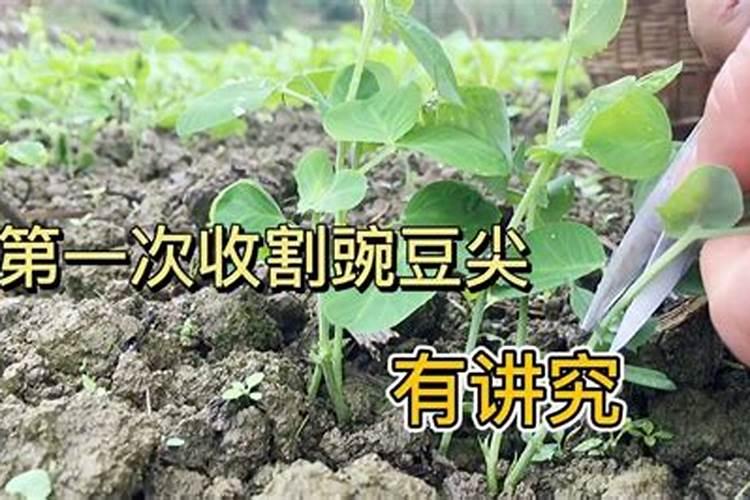 豌豆尖种植注意事项有哪些