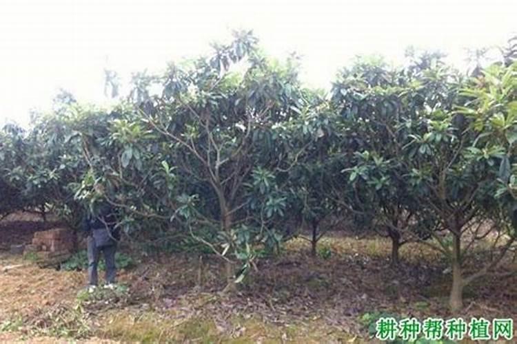 枇杷怎么种才长得好
