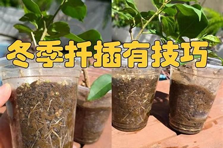 金玉兰钻石香烟价格表图 钻石玉兰烟多少钱一盒(15元)